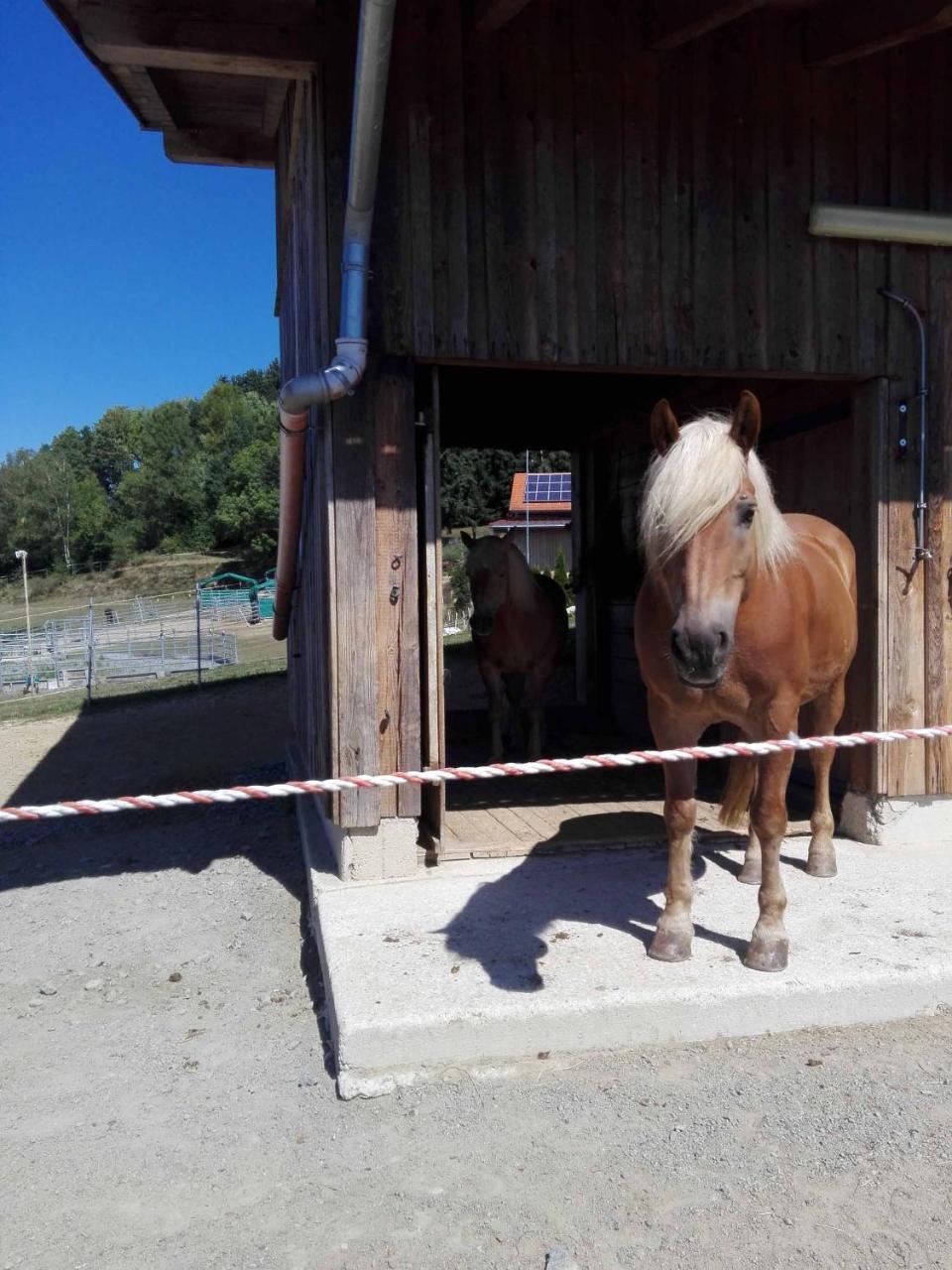 Ferienwohnung Dichtl Grafenau  Esterno foto