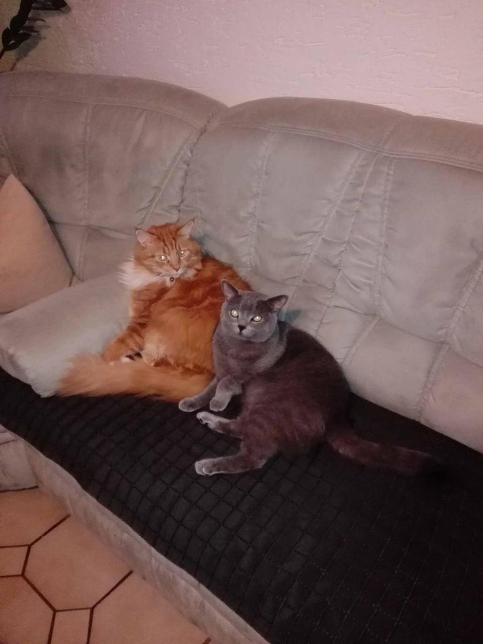 Ferienwohnung Dichtl Grafenau  Esterno foto